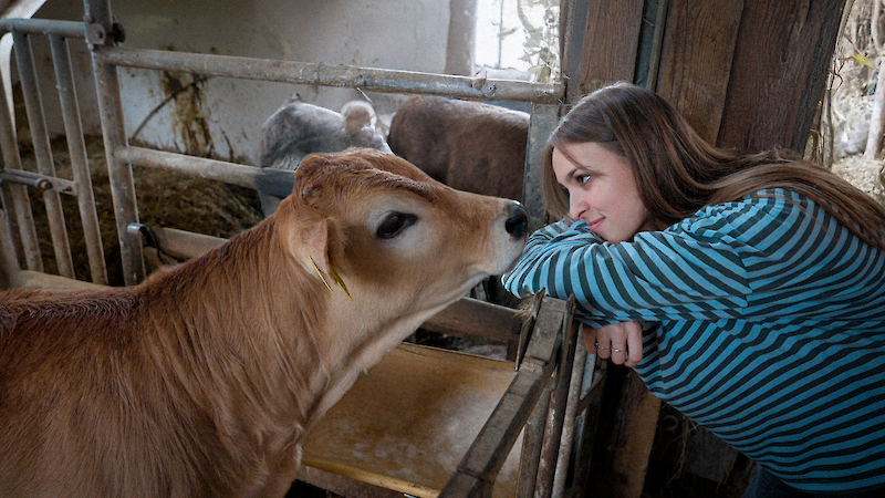 BOVINE